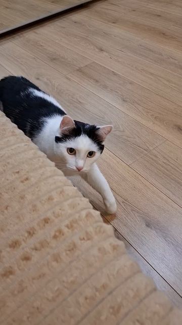 Роки не хочет вычесываться😼