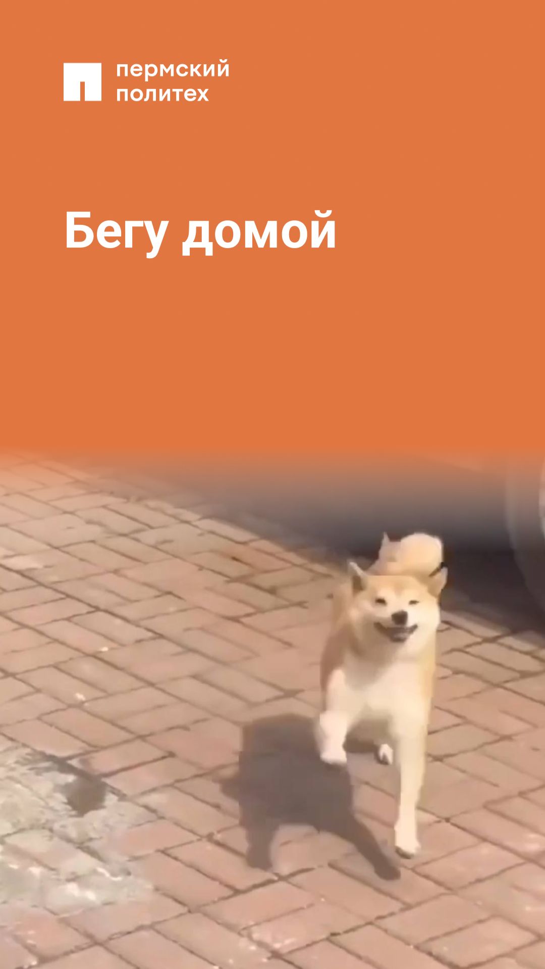 Бегу домой!