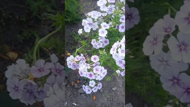 За окнами август...