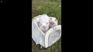 Котята питомника кошек CAPRICE DE L`AME