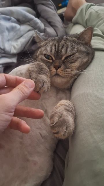 кошечка по имяни кошка
