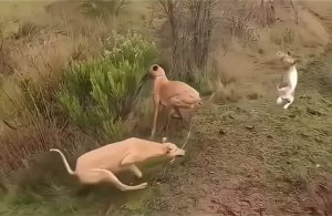 Неуловимый заяц