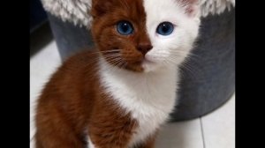 Потрясающе смешные видео с кошками и котятами!  Вы будете смеяться!