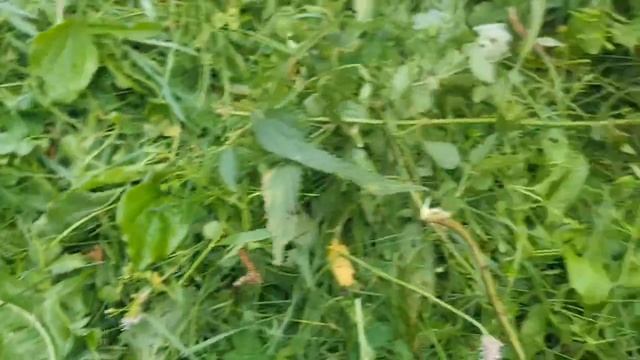 Яблочная АНОМАЛИЯ.