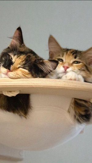 Всегда в моде теплые коты)))