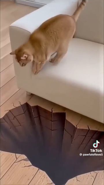 Смешные коты