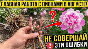 ГЛАВНАЯ РАБОТА С ПИОНАМИ В АВГУСТЕ! БЕЗ НЕЁ КУСТ ПЕРЕСТАНЕТ ЦВЕСТИ