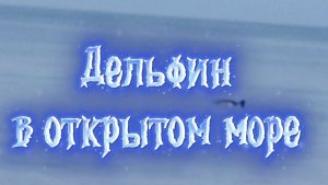 Дельфин в открытом море