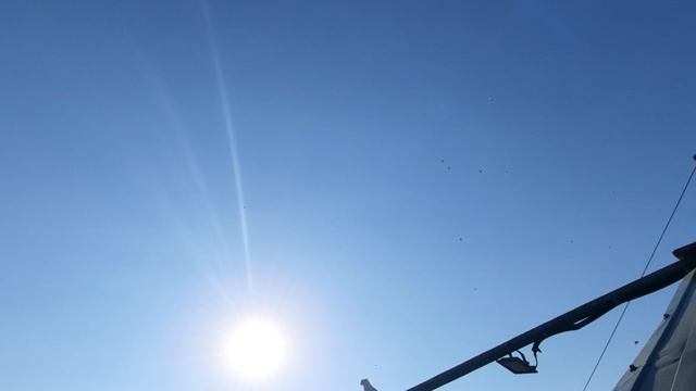 14.08.26 г. Андижанская порода голубей (1)