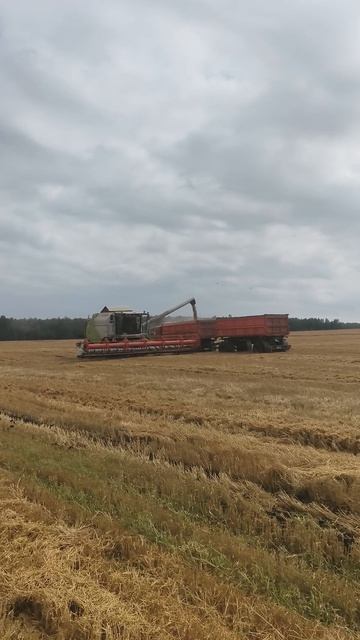 Аграрии Рыбинского округа в числе первых в крае приступили к уборке зерновых