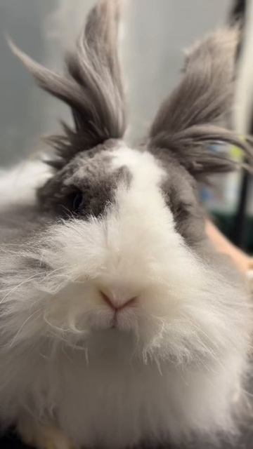 Степашка и его носик 🐰
