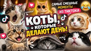 Коты, которые делают день! Самые смешные моменты из ТикТока 🤣