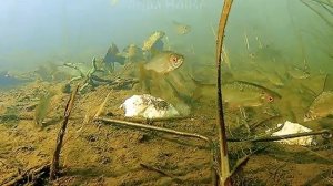 МАНКА и ХЛЕБ под водой. ЧТО ВЫБЕРЕТ РЫБА? Подводная съёмка.