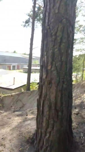 Гуляем