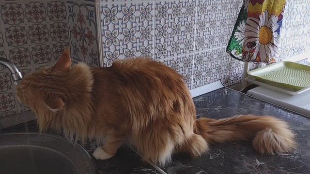 Симона коснулась воды лапкой, а затем начала пить! Это проявление осторожности и природной мудрости.