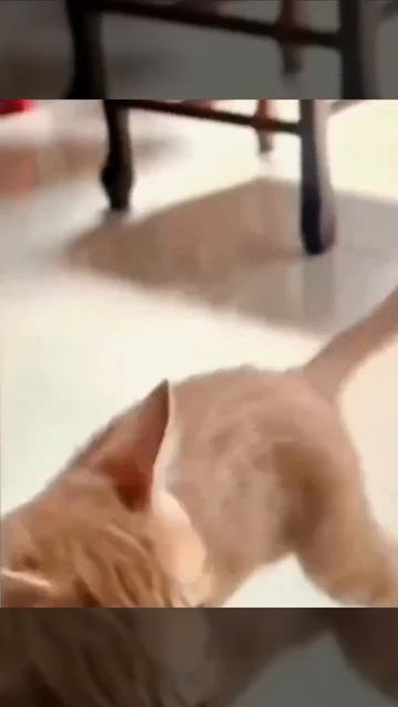 Коты открывают для себя новые вкусы 😺