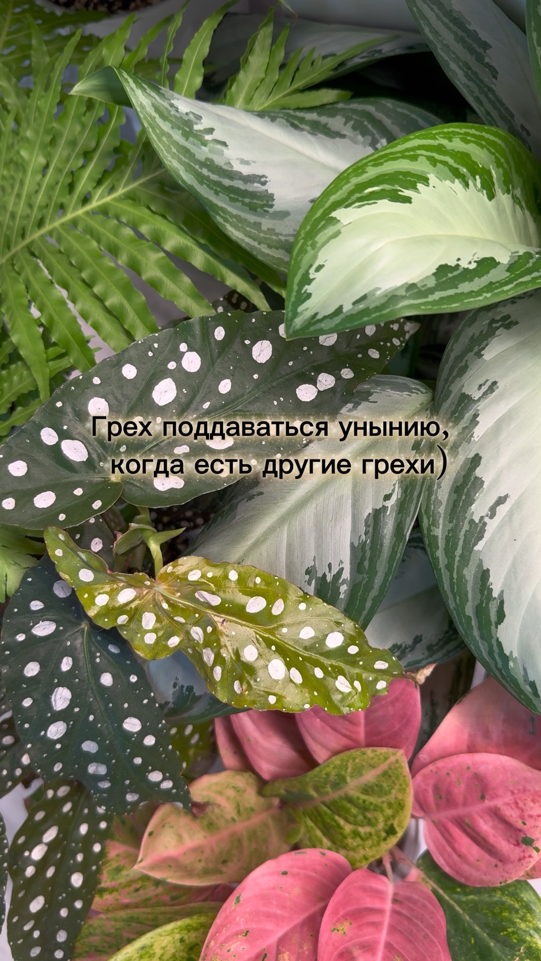 #цветы #комнатныерастения #plants