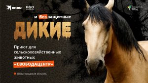 СвободаЦентр — первый в России приют для сельскохозяйственных животных.