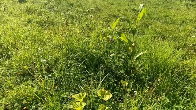 Снова в поле и снова работаем