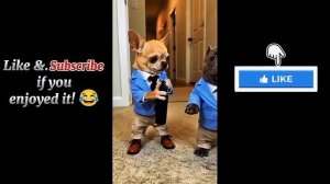 НЕ ЗАСМЕЙСЯ 😂 ЛУЧШИЕ ВИДЕО С КОТАМИ,ЖИВОТНЫМИ И СОБАКАМИ ! СМЕШНЫЕ МЕМЫ