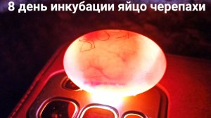 8 день инкубации #яйцо_сухопутной_черепахи 13/08/2026 #Мари_мистик