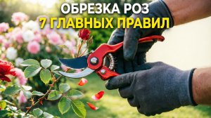Как правильно обрезать розы 7 секретов здорового куста.