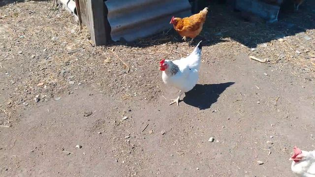 1000080228.mp4куры