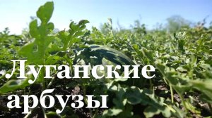 В ЛНР разгар арбузного сезона