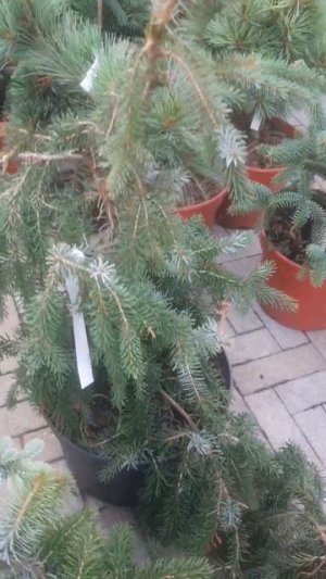 ❤🌲Ель Сербская Пендула 
✔Продажа растений в макс и телеграм канале: https://t.me/love_is_hvoiny_dvor