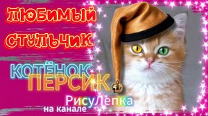 КОТЁНОК ПЕРСИК любимый стульчик