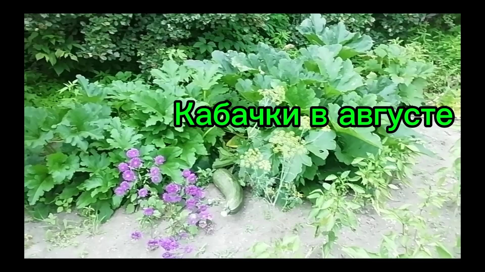 Кабачки в августе