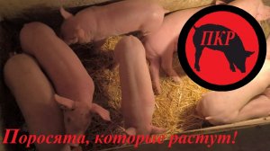 № 25 Поросята на осень 2026, немного по сараю для свиноматок