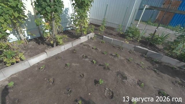 7 соток. Высадила все усы клубники за 4 дня. Хроника 13 августа 2026 год