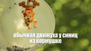 ОБЫЧНАЯ ДВИЖУХА у СИНИЦ на КОРМУШКЕ