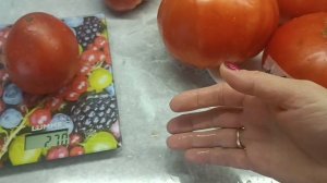 Сибирь. Томаты 🍅 Провенцано, Не Адонис, Леонардо.