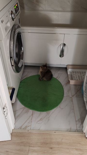 Наша кошка смотрит кино. Каждый день🤣