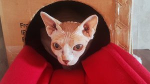 Купания Виолы