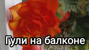 14-08-2026. Гули на балконе.