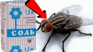 Как избавиться от мух За 3 Секунды! !!!! !