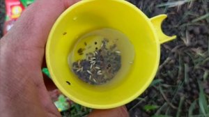 Как садить горчицу и салат на зелень 🌿