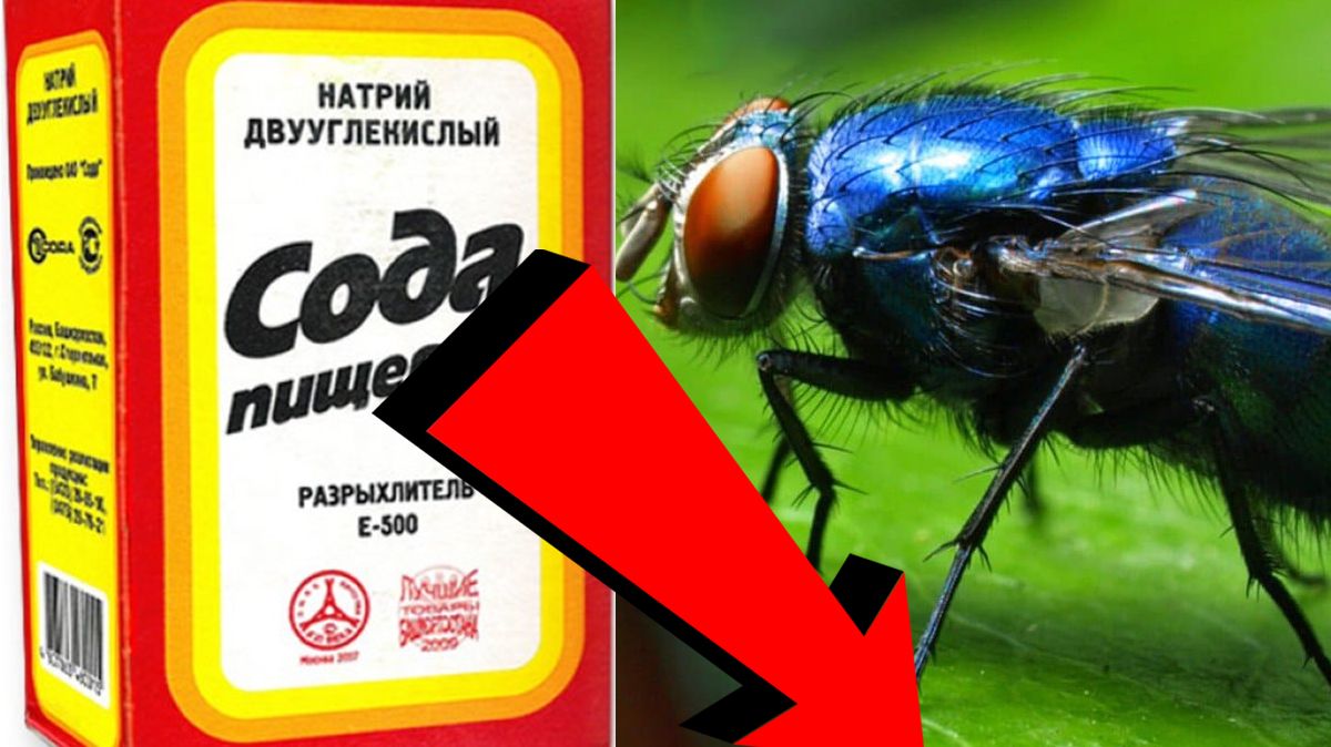 Как избавиться от мух За 3 Секунды! !!!! !