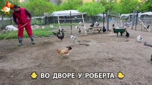 Содержание кур в домашних условиях и других птиц во дворе у Роберта 🐣🐤🦆🐔🪿🦃 (582)