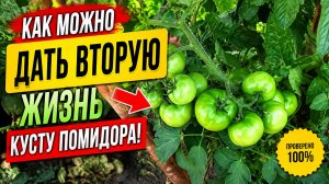 ПРОДЛЕВАЕМ ПЛОДОНОШЕНИЕ ТОМАТОВ ОТ ПАСЫНКА