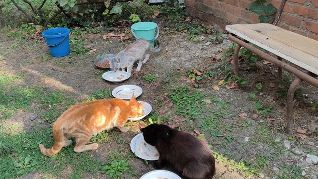 14 августа Котодвор😺🐱😺