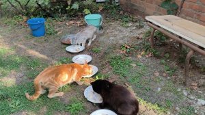 14 августа Котодвор😺🐱😺