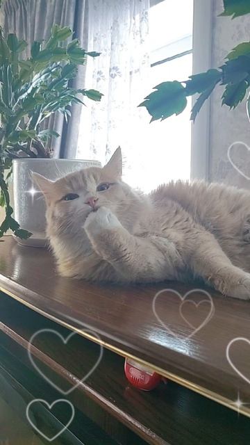 14-08-2026🐱❤️🐱