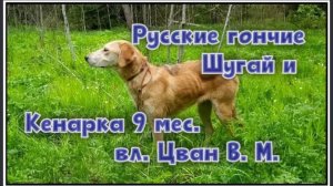 Русские гончие Шугай и Кенарка 9 мес. вл. Цван В. М.#охотасгончей#собака #животные #топ #hunting