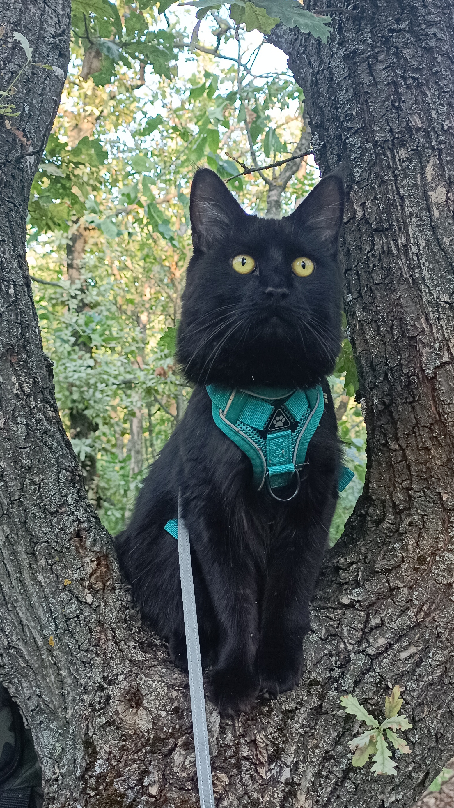 Охота Василисы на Соек🐦🌳🐈⬛