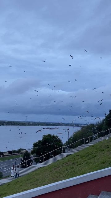 Чайки 🐦