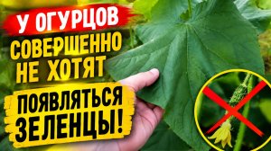 Как «нацелить» огурцы на дружное плодоношение.